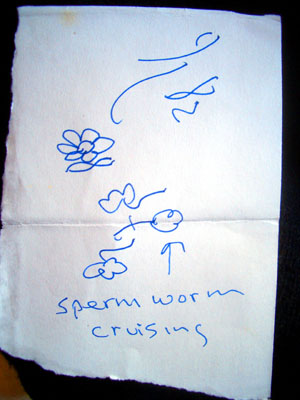 spermworm cruising